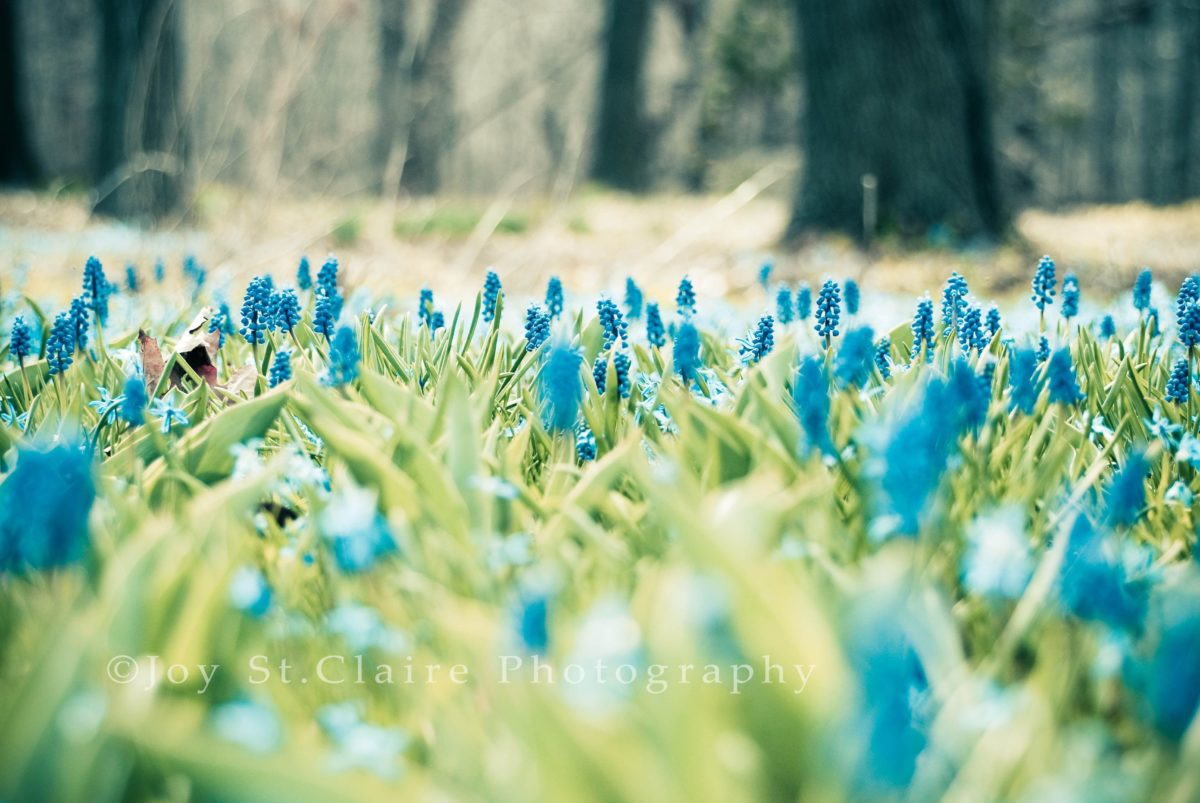 Spring Wallpapers Download Group (87+)