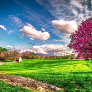 download beautiful-spring-scenery-wallpapers-hd-1080p-1920×1080-desktop-03.jpg