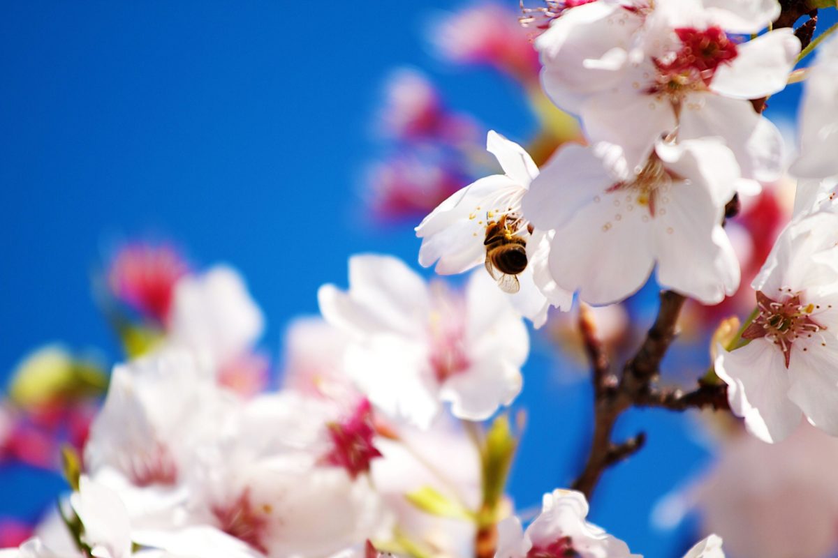 Spring Scenes Wallpapers Group (78+)
