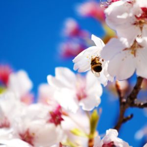 download Spring Scenes Wallpapers Group (78+)