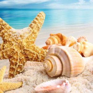 download Beautiful Shells Summer Wallpapers, Summer Wallpapers | HD …