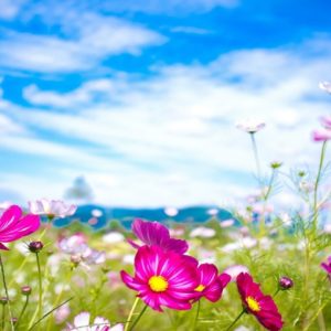 download beautiful-flowers-summer-season-hd-wallpapers-free – HD Wallpaper