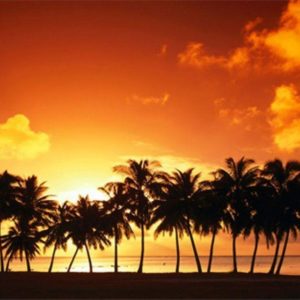 download Palm Tree Sunset Background Desktop Background | Desktop …
