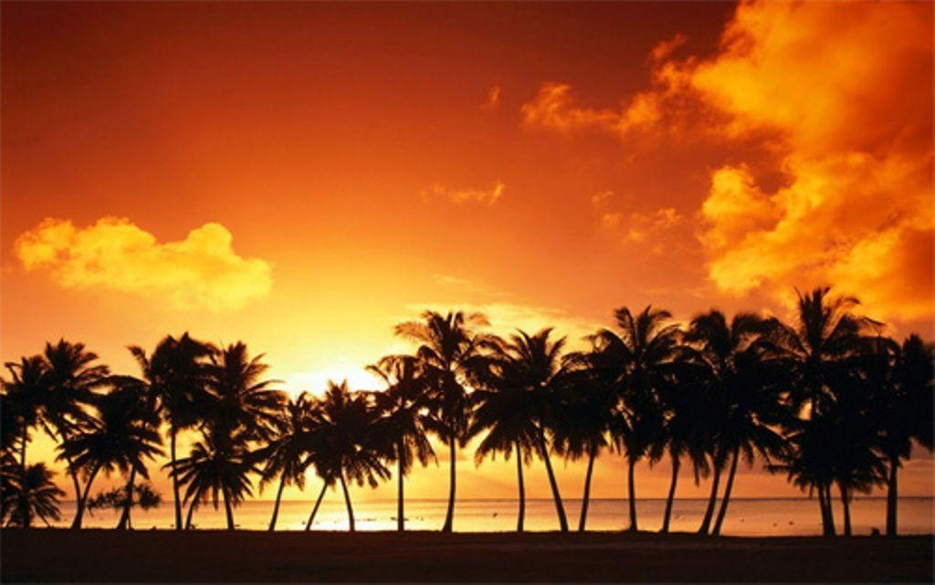 Palm Tree Sunset Background Desktop Background | Desktop …