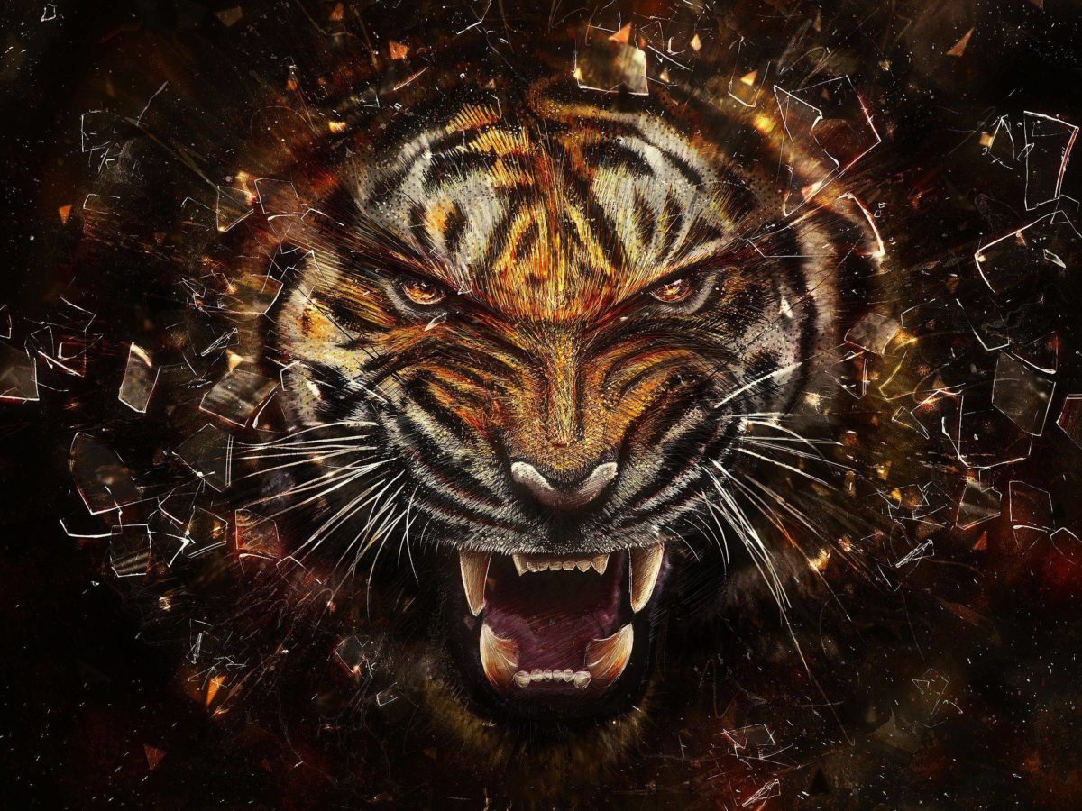 981 Tiger Wallpapers | Tiger Backgrounds