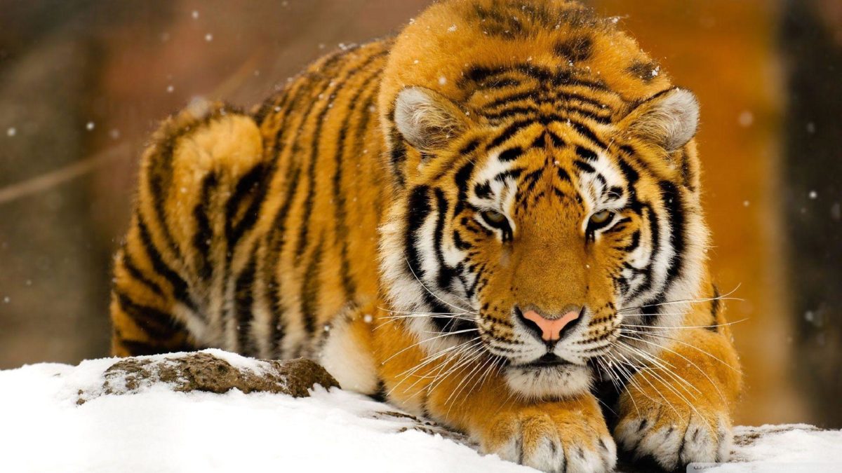 981 Tiger Wallpapers | Tiger Backgrounds