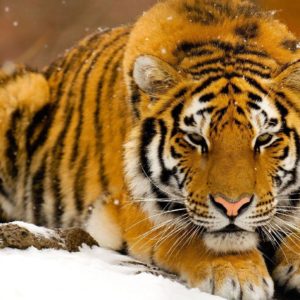 download 981 Tiger Wallpapers | Tiger Backgrounds