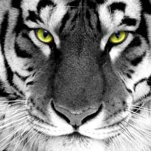 download Tiger Wallpaper – Tigers Wallpaper (16120028) – Fanpop