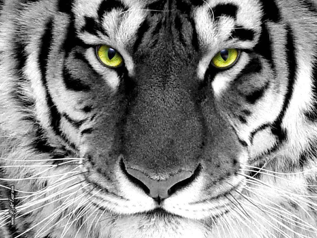 Tiger Wallpaper – Tigers Wallpaper (16120028) – Fanpop