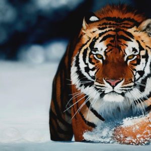 download Tiger Wallpapers – HD Wallpapers Inn