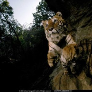 download Tiger Wallpaper – Tigers Wallpaper (1598846) – Fanpop