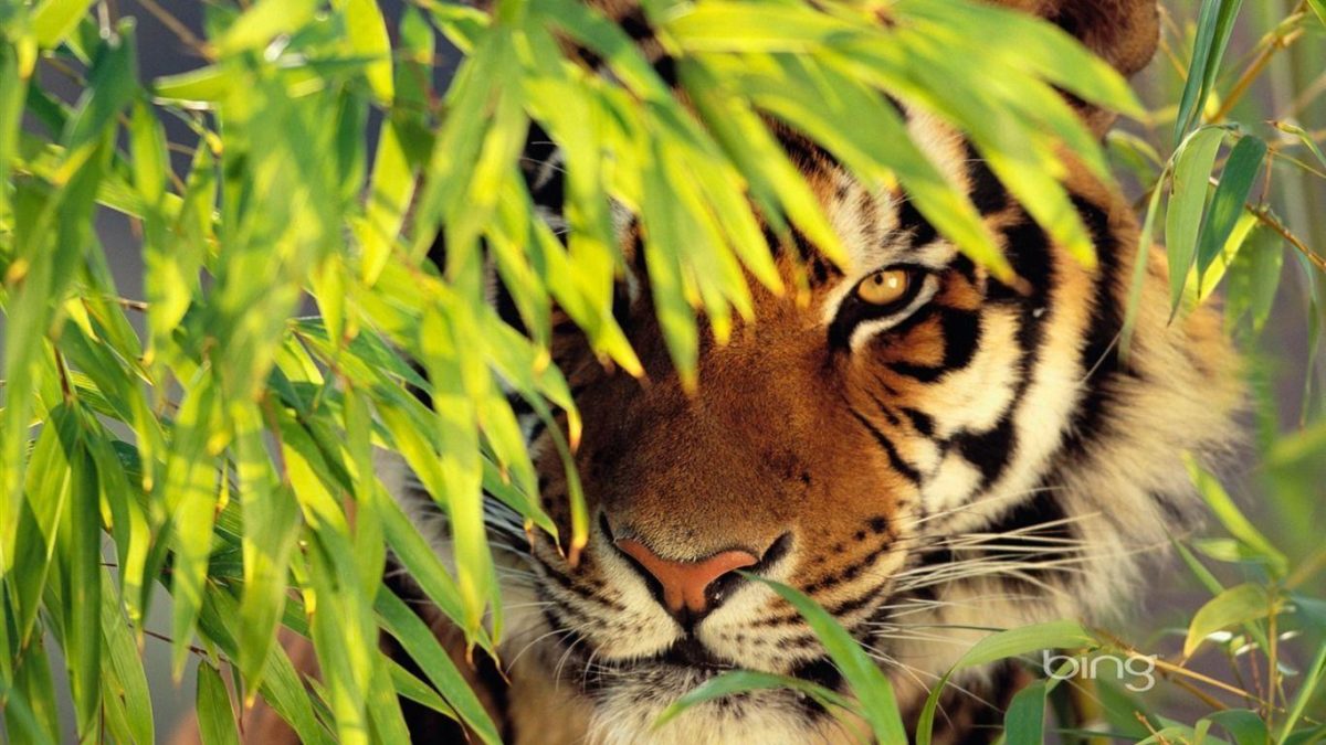 tiger wallpaper – AtPeek Search Engine
