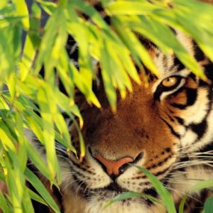 download tiger wallpaper – AtPeek Search Engine