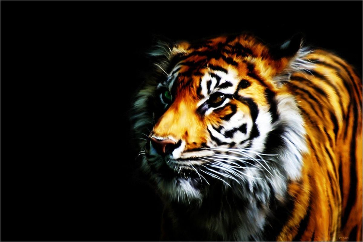 Tiger Wallpaper by Rubenski87 on DeviantArt