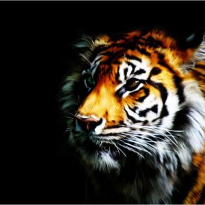 download Tiger Wallpaper by Rubenski87 on DeviantArt