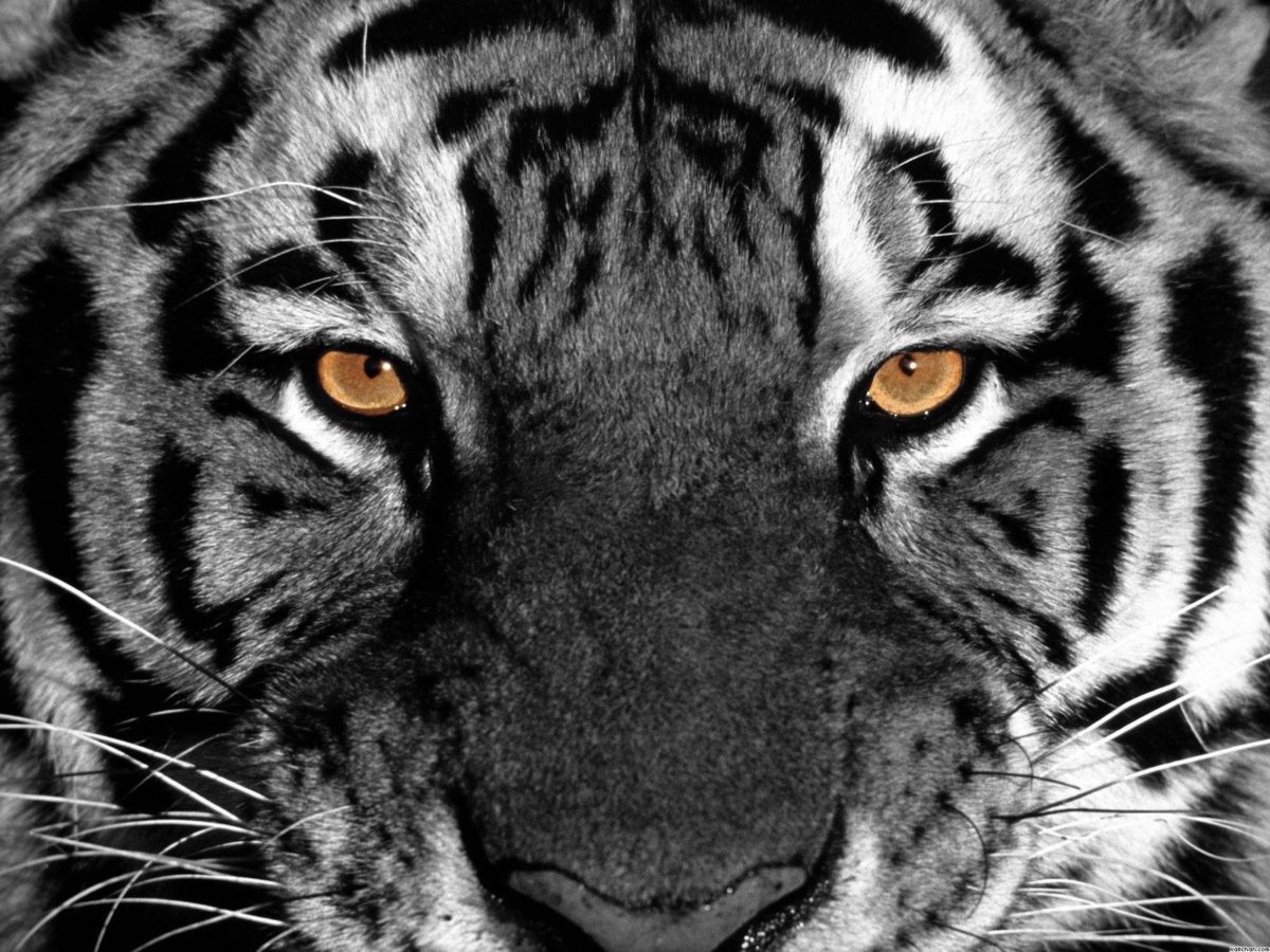 Tiger Eyes Wallpaper – Eyes Wallpaper (28331382) – Fanpop