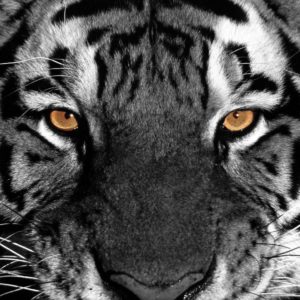 download Tiger Eyes Wallpaper – Eyes Wallpaper (28331382) – Fanpop
