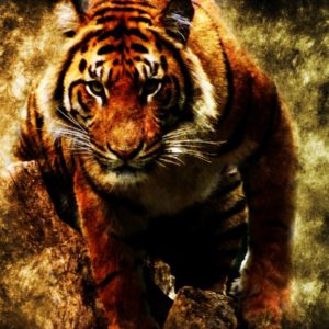 download Hd Tiger Wallpapers For Desktop | Onlybackground