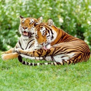 download Tiger Wallpaper – Tigers Wallpaper (9981517) – Fanpop