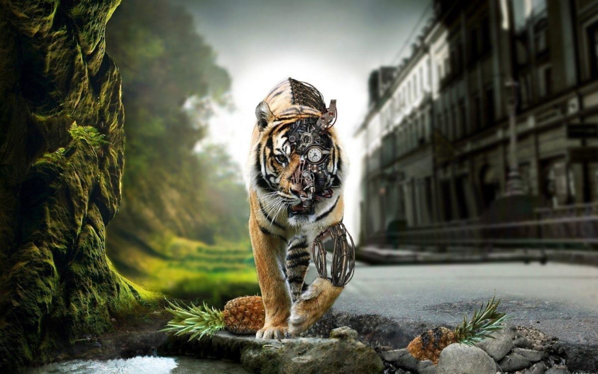 1 Tiger Wallpaper Tigers 1024×768 – High Definition Wallpaper …