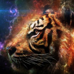 download Free Wallpapers – Tiger Head 2560×1440 wallpaper