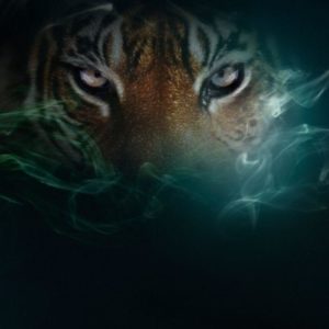 download Tiger ♥ ~ – Tigers Wallpaper (10309377) – Fanpop