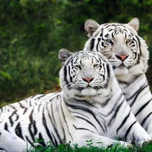 download Tiger Wallpaper – Tigers Wallpaper (9981594) – Fanpop
