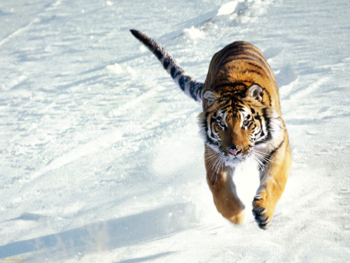 Siberian Tiger Wallpapers – HD Wallpapers Inn