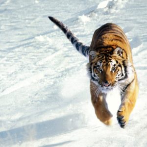 download Siberian Tiger Wallpapers – HD Wallpapers Inn