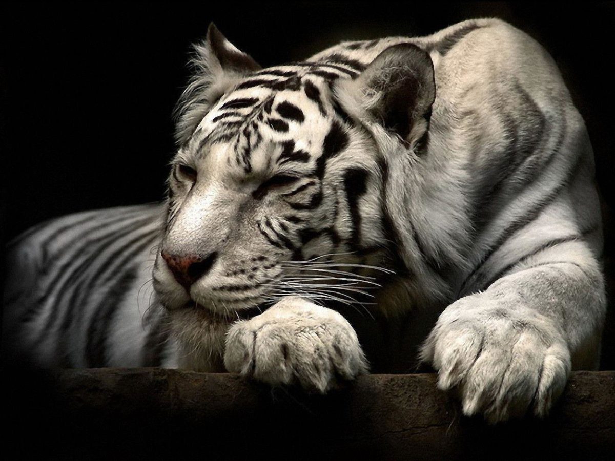 192 White Tiger Wallpapers | White Tiger Backgrounds