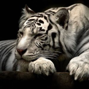 download 192 White Tiger Wallpapers | White Tiger Backgrounds