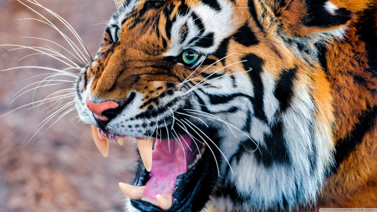 Wallpapers For > Angry Siberian Tiger Wallpaper