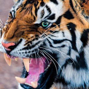 download Wallpapers For > Angry Siberian Tiger Wallpaper