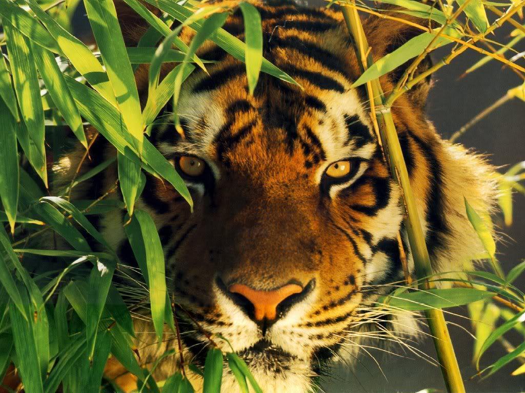 tiger wallpaper / Wallpaper Abstract 13151 high quality …