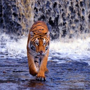 download Tiger HD Wallpapers