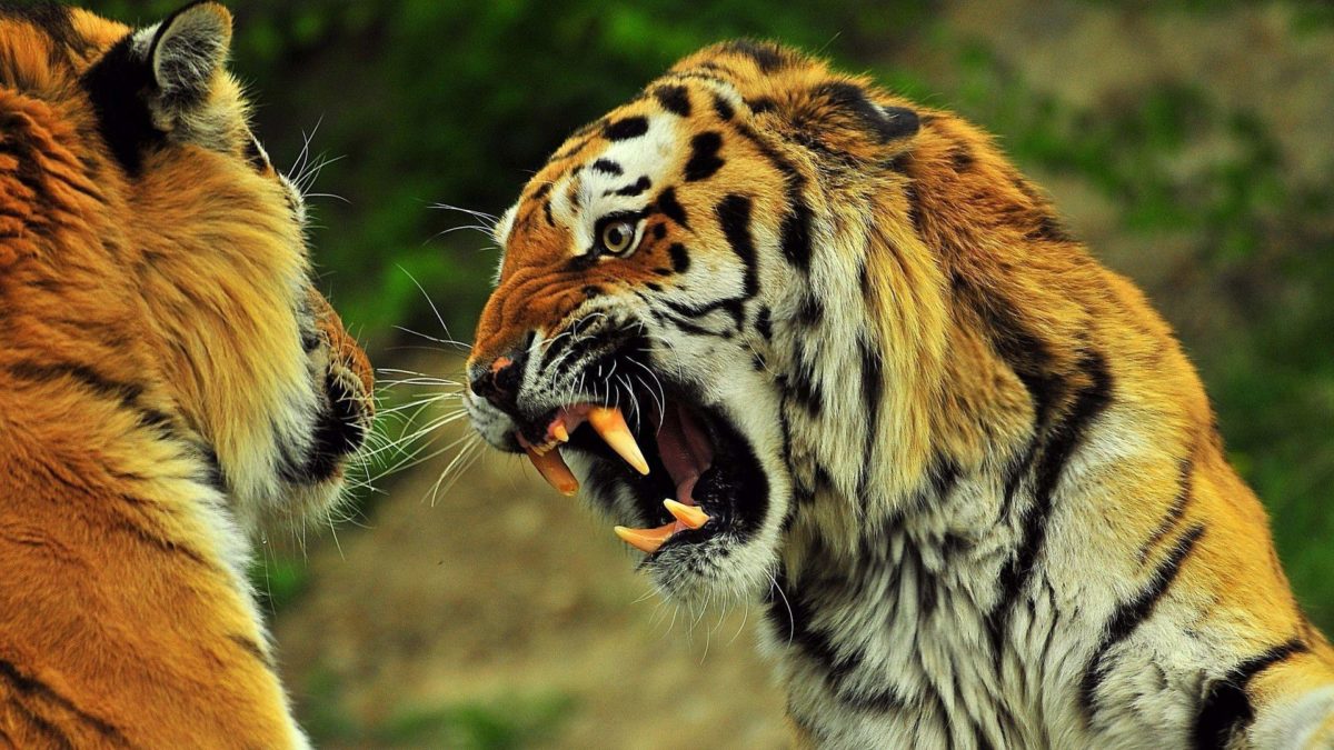 Angry Tiger wallpaper – 845572