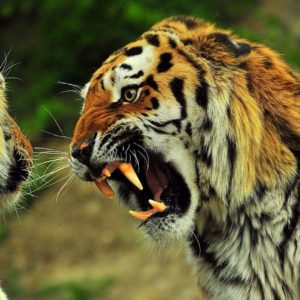download Angry Tiger wallpaper – 845572