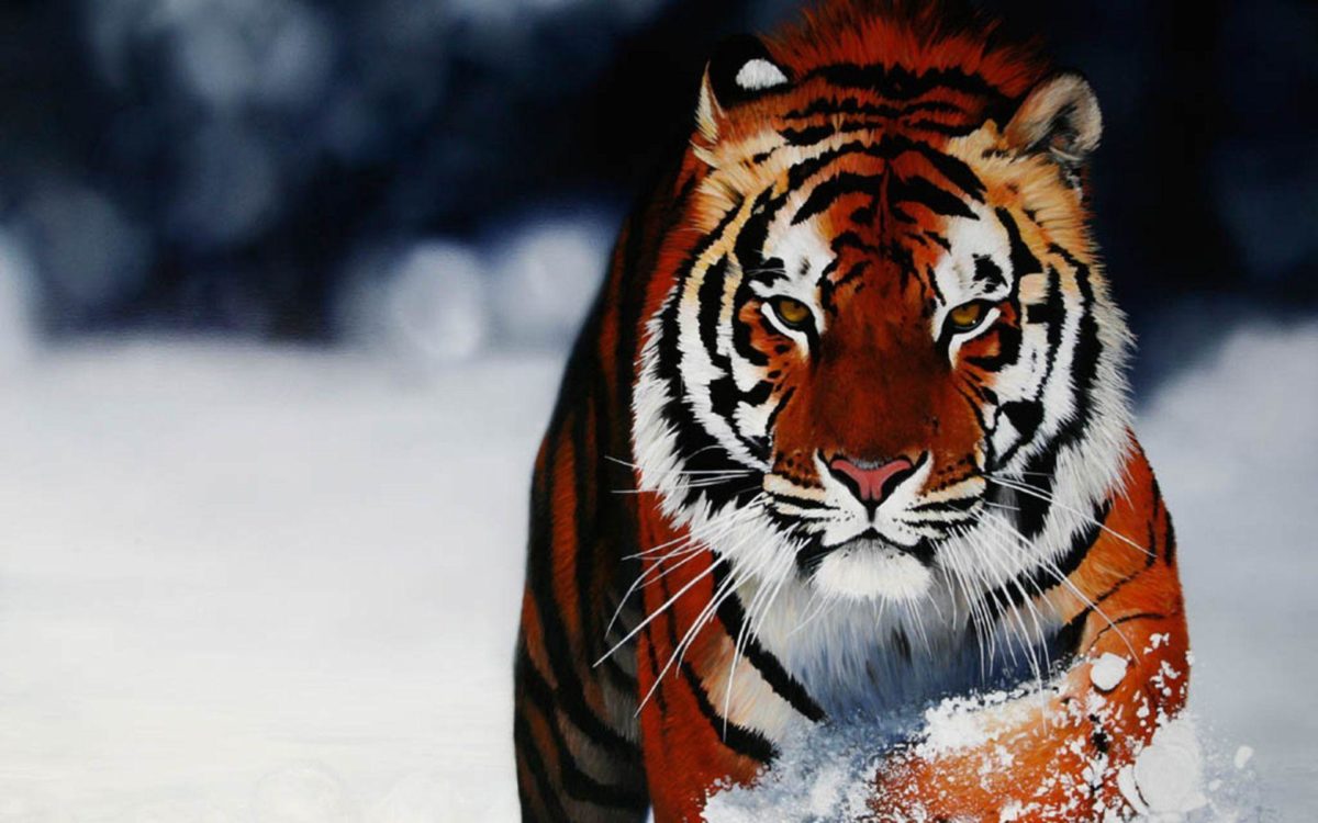 A selection of 10 Images of Tigers in HD quality