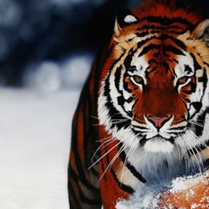 download A selection of 10 Images of Tigers in HD quality