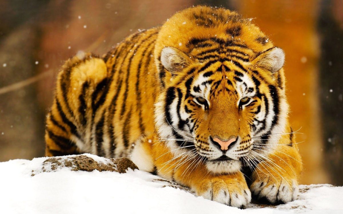 Siberian Tiger Wallpapers – Full HD wallpaper search