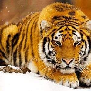 download Siberian Tiger Wallpapers – Full HD wallpaper search