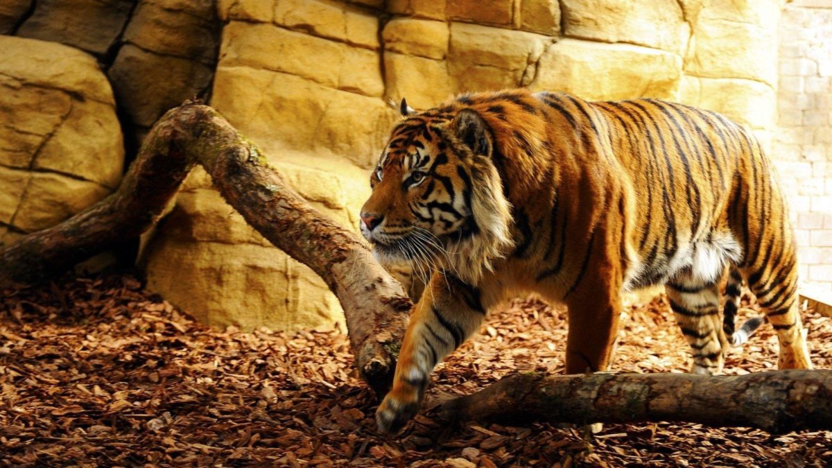 A selection of 10 Images of Tigers in HD quality