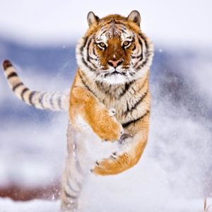 download Tiger Wallpaper | Latest Hd Wallpapers