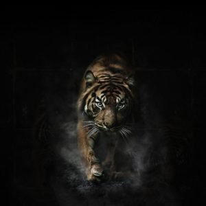download Angry Tiger Wallpapers – Full HD wallpaper search