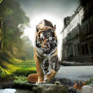 download Wallpapers For > Tiger Wallpaper Hd For Desktop