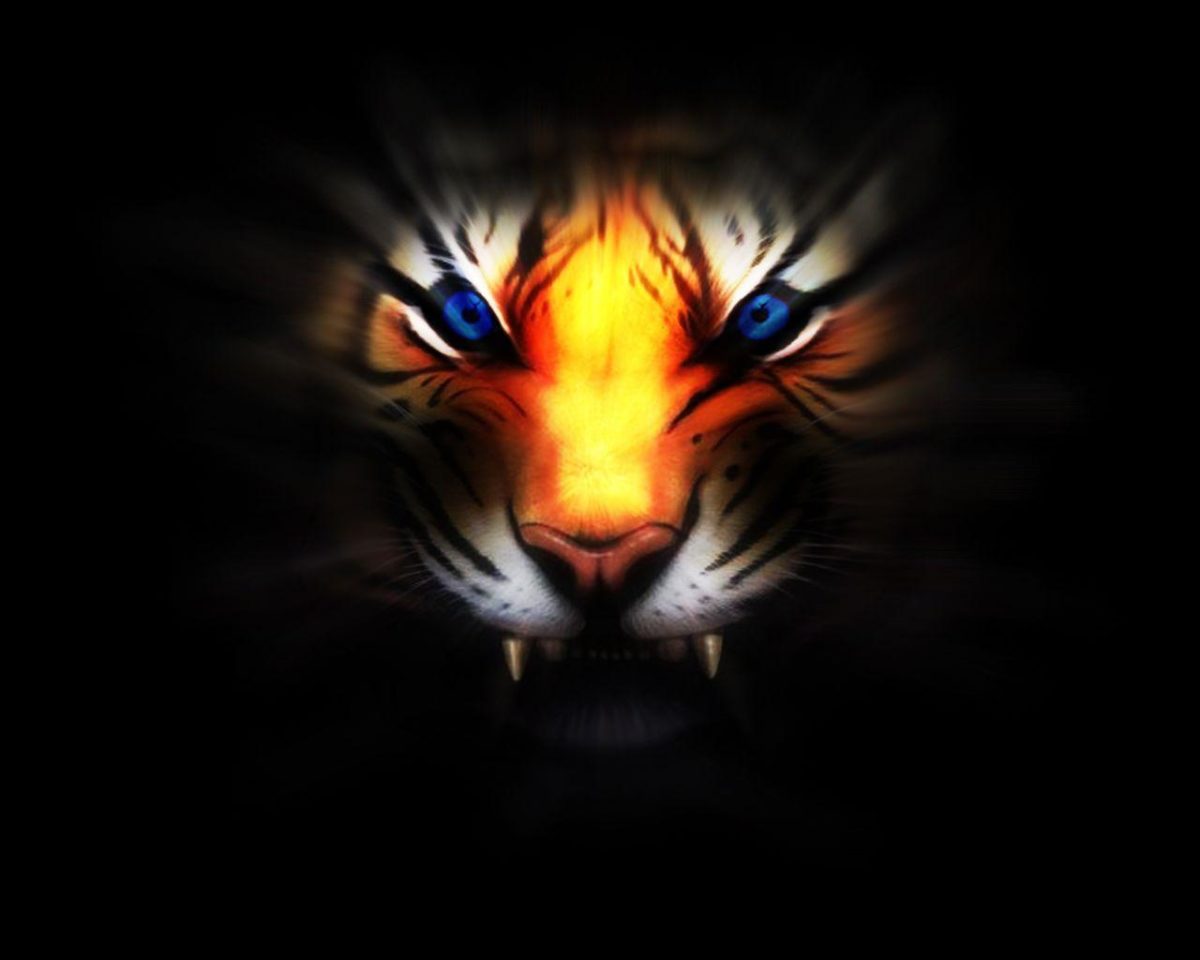 235 Tiger Wallpapers | Tiger Backgrounds