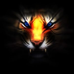 download 235 Tiger Wallpapers | Tiger Backgrounds