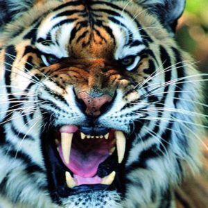 download Wallpapers For > Cool Tiger Wallpaper Light