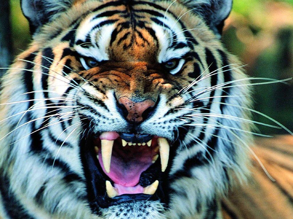 Wallpapers For > Cool Tiger Wallpaper Light