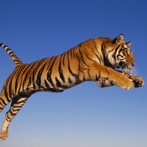download Jumping Tiger Wallpaper HD #10860 Wallpaper | Cool Walldiskpaper.com